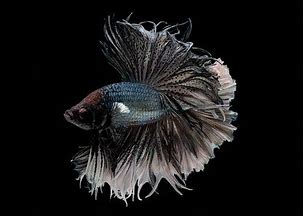 星空电竞比分网